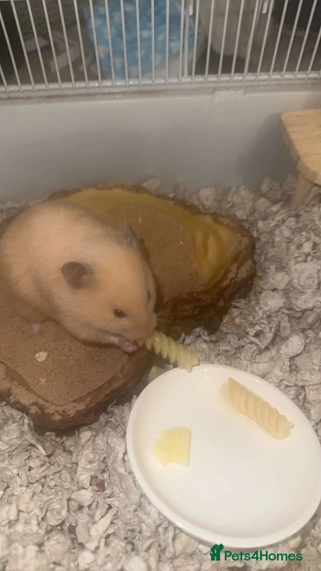 Hamster rodents for sale: syrian female hamster  - Advert 7