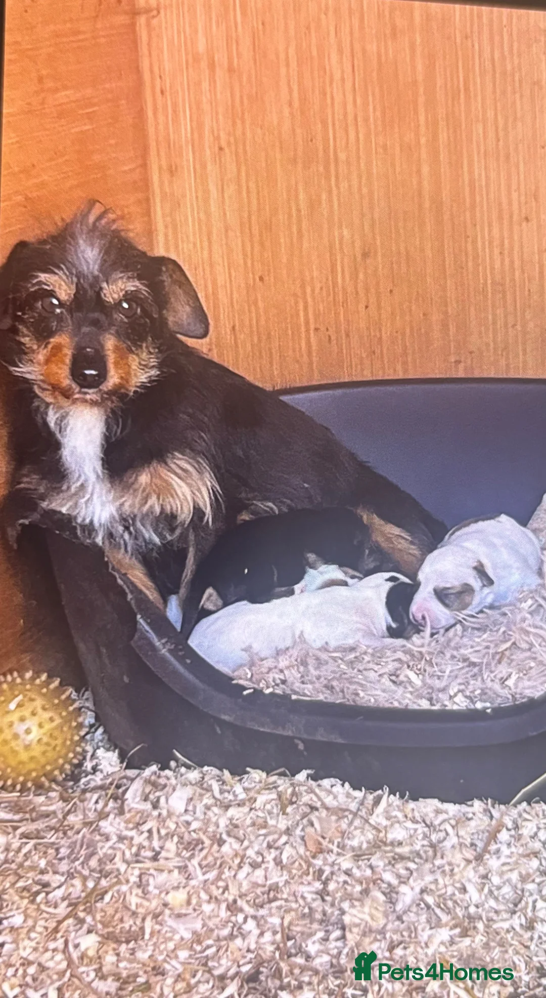 Mixed Breed dogs for sale: Jack Russell cross Yorkshire terrier - Advert 7