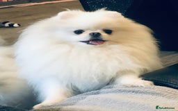 Pomeranian dogs for sale: Stunning Kc-reg boys 🌟🌟🌟🌟🌟 - Image 13