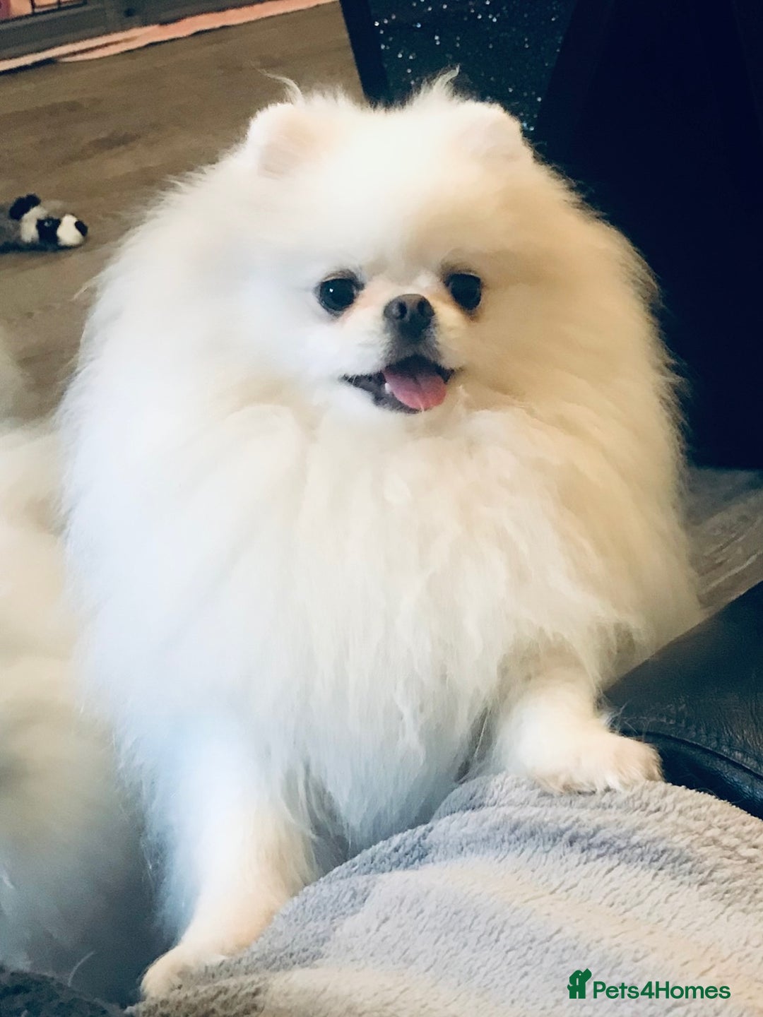 Pomeranian dogs for sale: Stunning Kc-reg boys 🌟🌟🌟🌟🌟 - Image 13