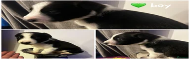 Border Collie Puppy 1