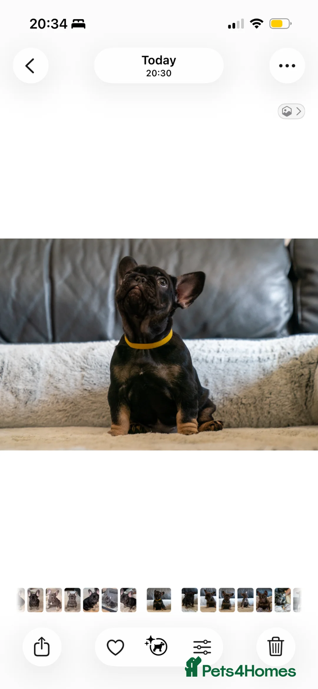 French Bulldog dogs for sale: Beautiful littler of KC French Bulldog Puppies. - Advert 2