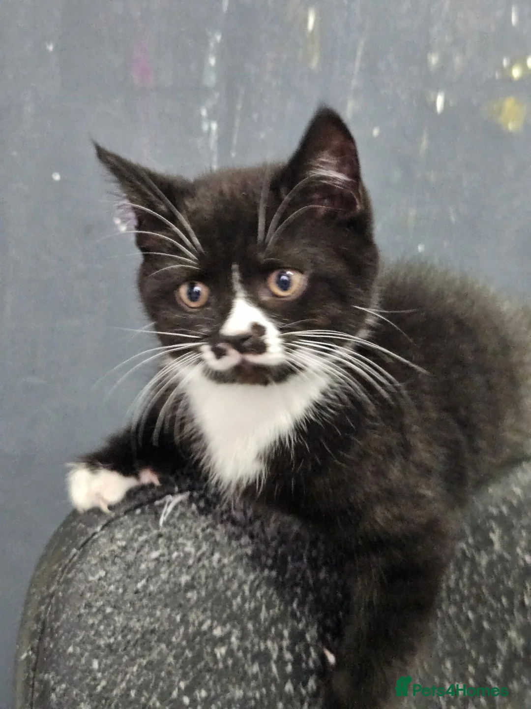 Mixed Breed cats for sale: British shorthair mixed  in Wakefield - Advert 11