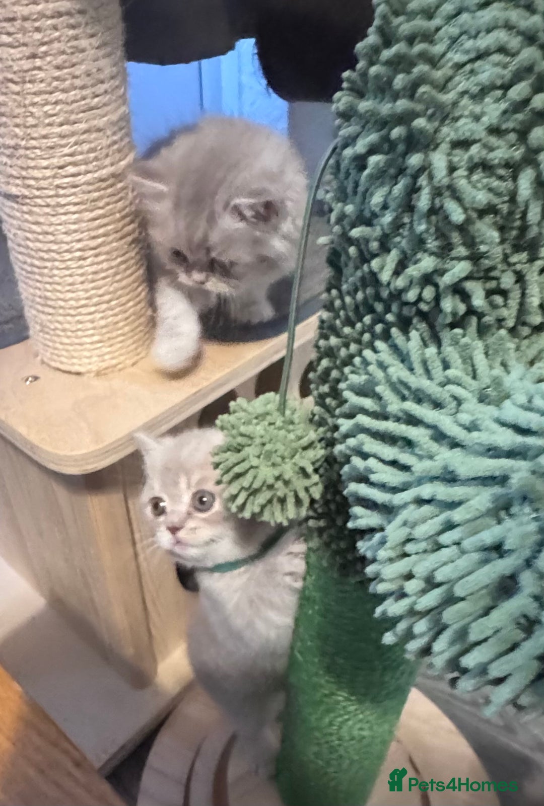 British Shorthair cats for sale: Purebred amazing BSH kittens - Advert 22