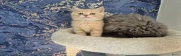 British Shorthair cats for sale: british shorthair & longhair - Advert 2