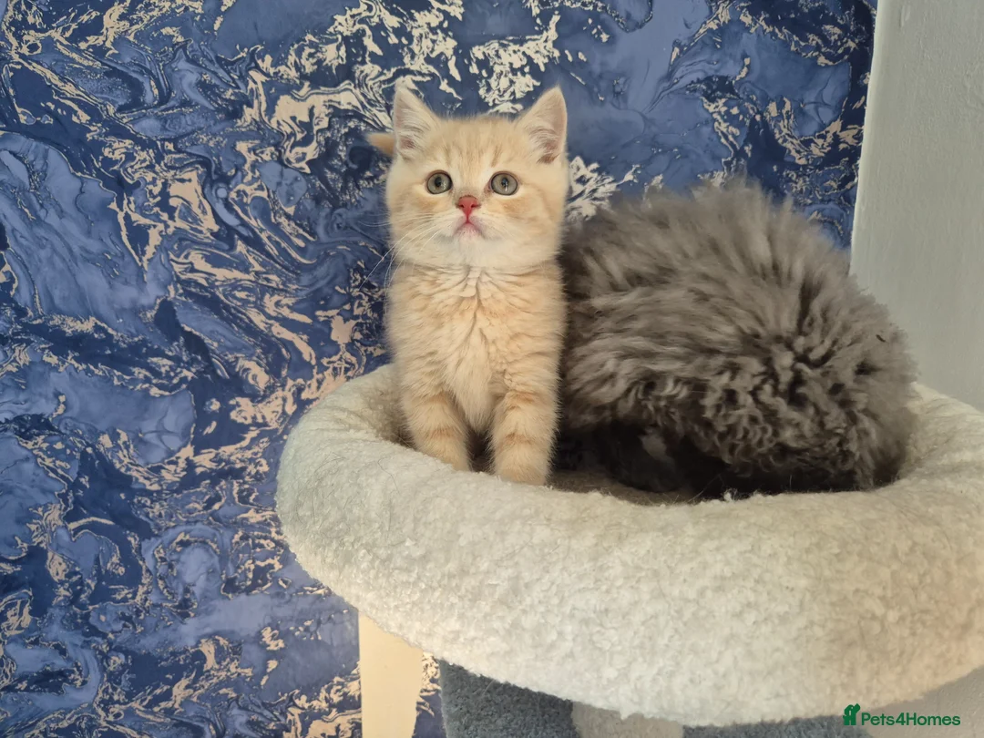 British Shorthair cats for sale: british shorthair & longhair - Advert 2