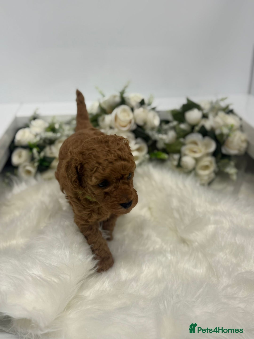 Toy Poodle dogs for sale: Tiny toy poodle puppy - Advert 3