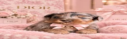 Mixed Breed dogs for sale: Stunning Cavapoo x Pomeranian Puppies in Nottingham - Advert 7