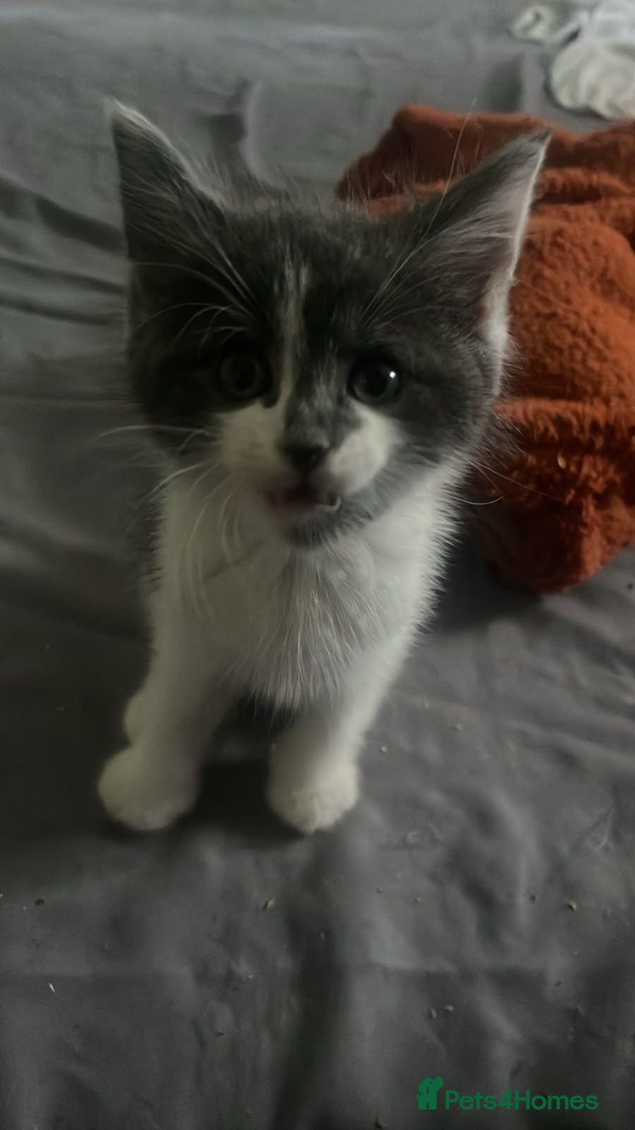 Mixed Breed cats 4 kittens for sale  - Advert 5