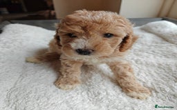 Cockapoo dogs for sale: Gorgous F1B Cockapoo Puppies ready 12th October  - Image 20
