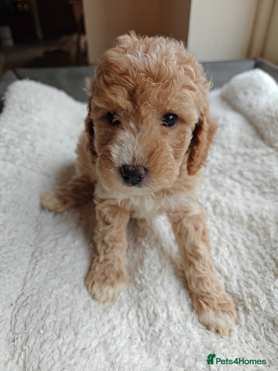 Cockapoo dogs for sale: Gorgous F1B Cockapoo Puppies ready 12th October  - Image 20