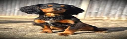 Cocker Spaniel dogs for stud: Stunning Black and Tan stud - Advert 12