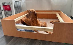 Hungarian Vizsla dogs for sale: Hungarian Vizsla - Image 10