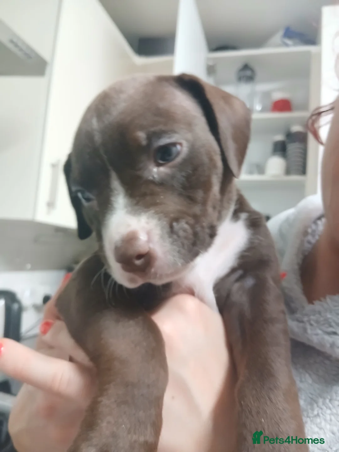 Mixed Breed dogs for sale: Pocket bully x springer staff - Advert 6