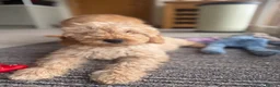 Labradoodle dogs for sale: Multigen mini labradoodles health tested parents - Advert 1