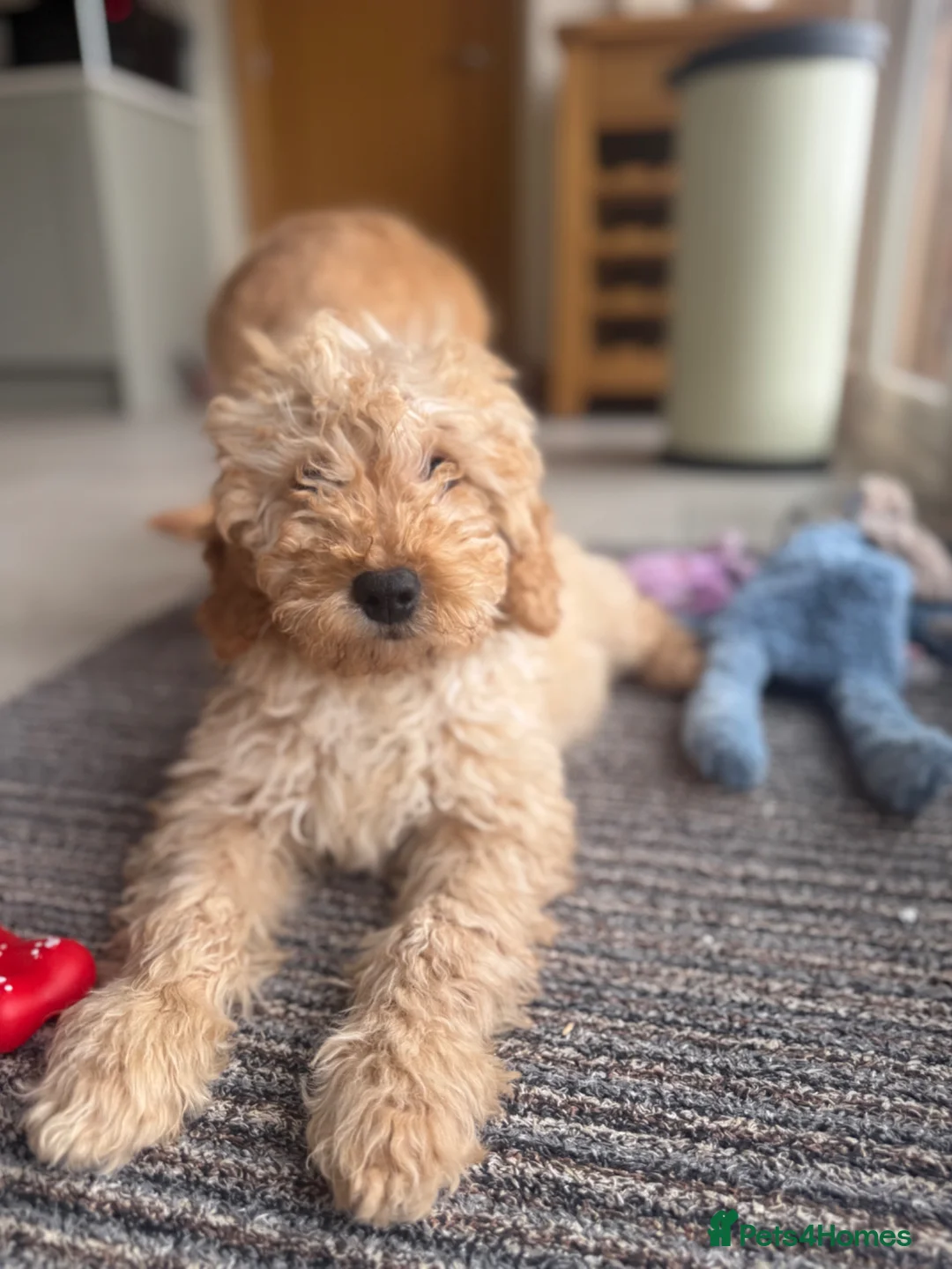 Labradoodle dogs for sale: Multigen mini labradoodles health tested parents - Advert 1