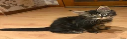 Maine Coon cats for sale: Fluffy Maine Coon Kittens - Advert 31