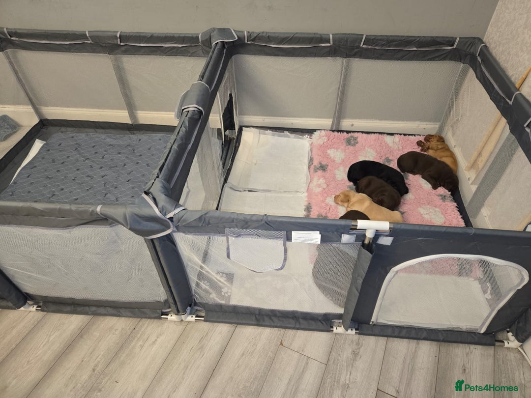 Labrador Retriever dogs for sale: Gorgeous Labrador Puppies – Ready December! - Image 6