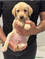 Labrador Retriever dogs - Advert 2