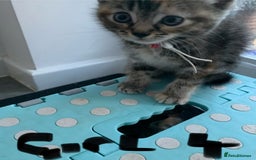 Mixed Breed cats for sale: Himalayan mixed - Image 4