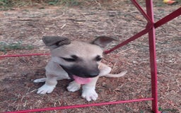Mixed Breed dogs for adoption: OZZY, a Lovely Puppy Boy - for a Loving Home - Image 13