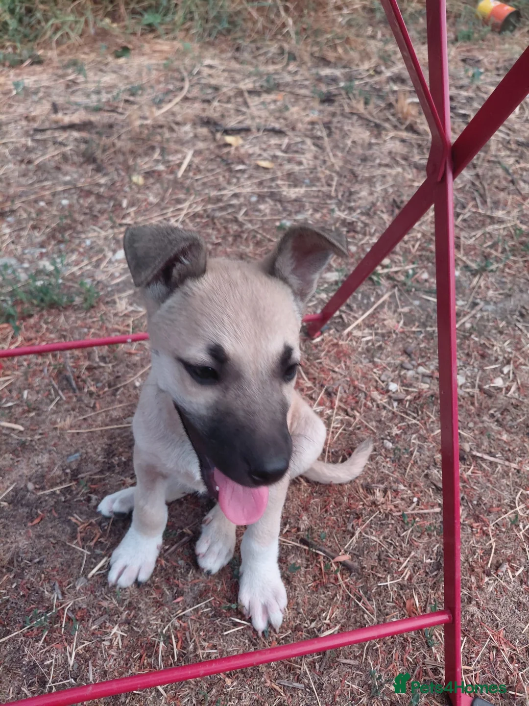 Mixed Breed dogs for adoption: OZZY, a Lovely Puppy Boy - for a Loving Home - Advert 13