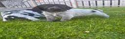 German Wirehaired Pointer dogs for sale: German Wirehaired Pointer Puppies - Advert 10