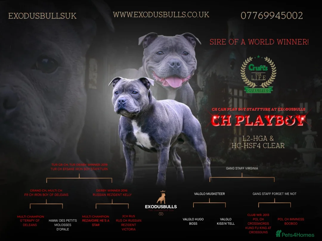 Staffordshire Bull Terrier dogs for stud: 📣  SIRE OF THE WORLD WINNER PUPPY DOG 2024 in Faversham - Advert 2