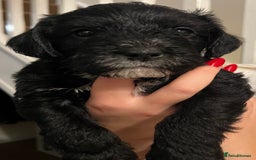Mixed Breed dogs for sale: Meet our Beautiful Little Frockers ! - Image 18