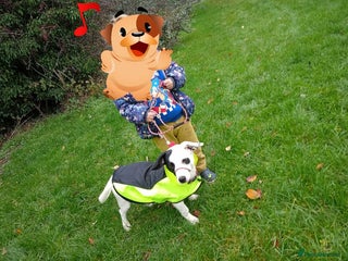 Mixed Breed dogs Jack russel cross.. - Advert 2