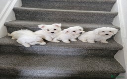 Maltese dogs for sale: Maltese puppies ready  - Image 7