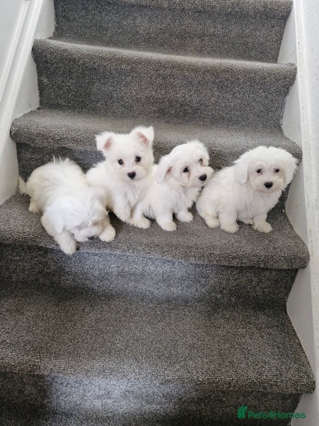 Maltese dogs for sale: Maltese puppies ready  - Image 7