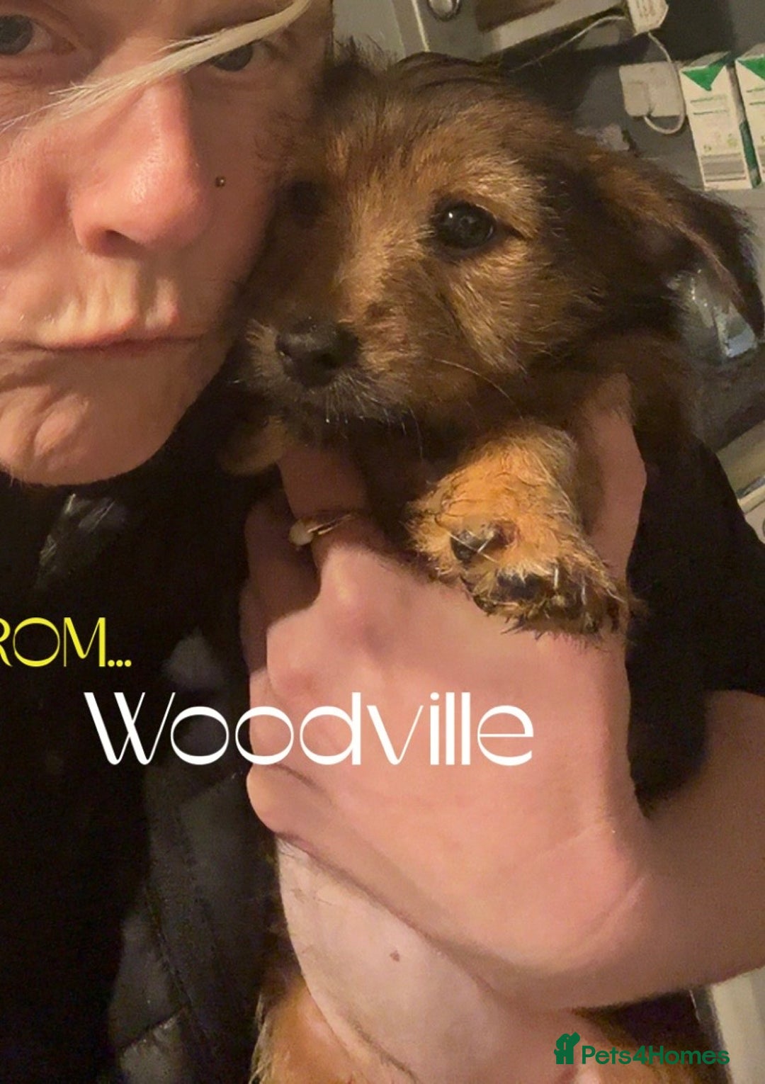 Mixed Breed dogs for sale: Yorkie Jacks  - Advert 12