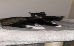 American Shorthair cats for sale: 2 kittens  - Image 1