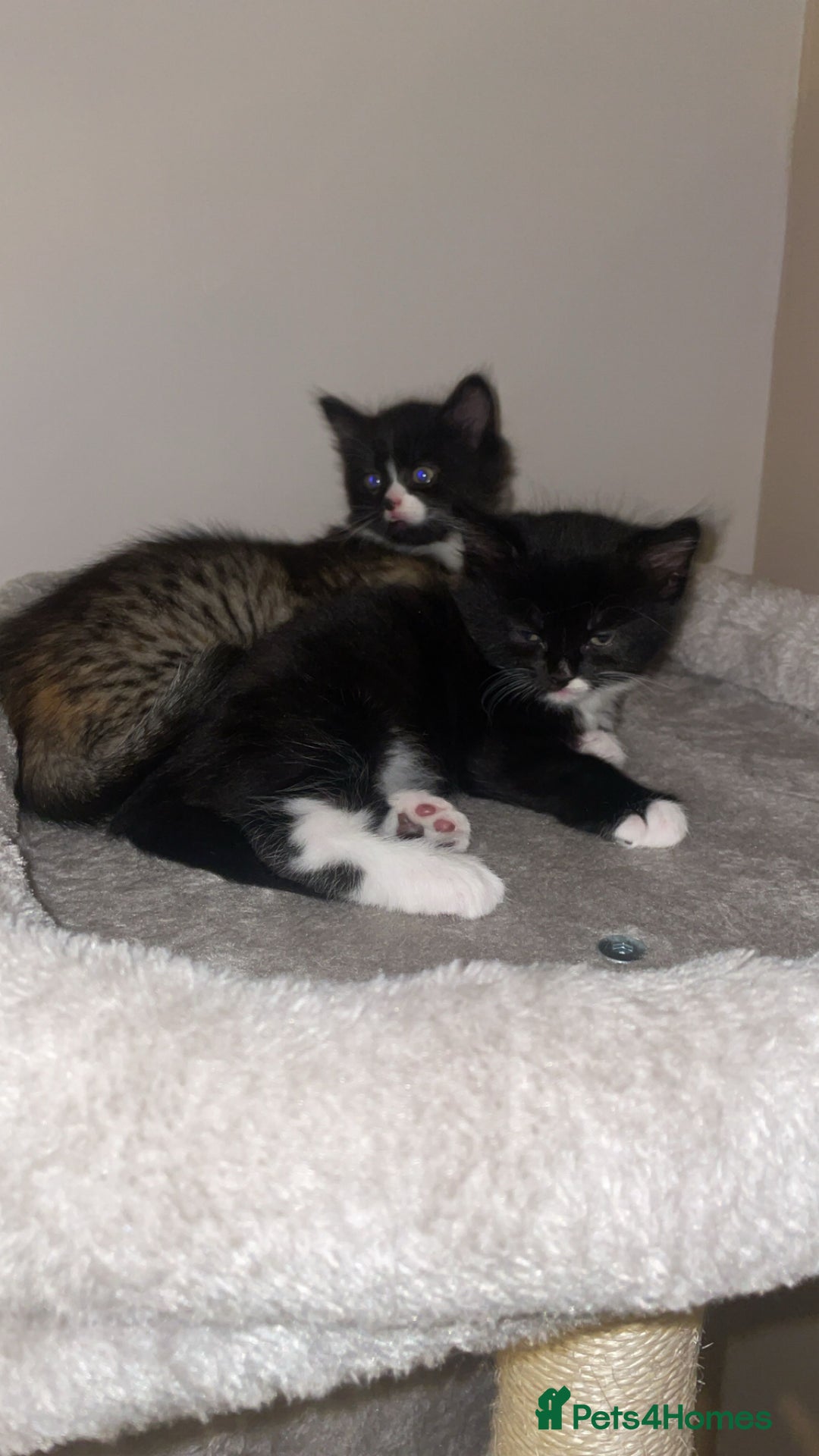 American Shorthair cats for sale: 2 kittens  - Image 1