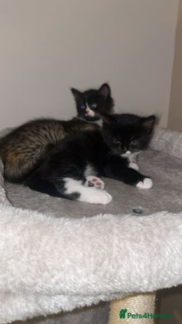 American Shorthair cats - Advert 15