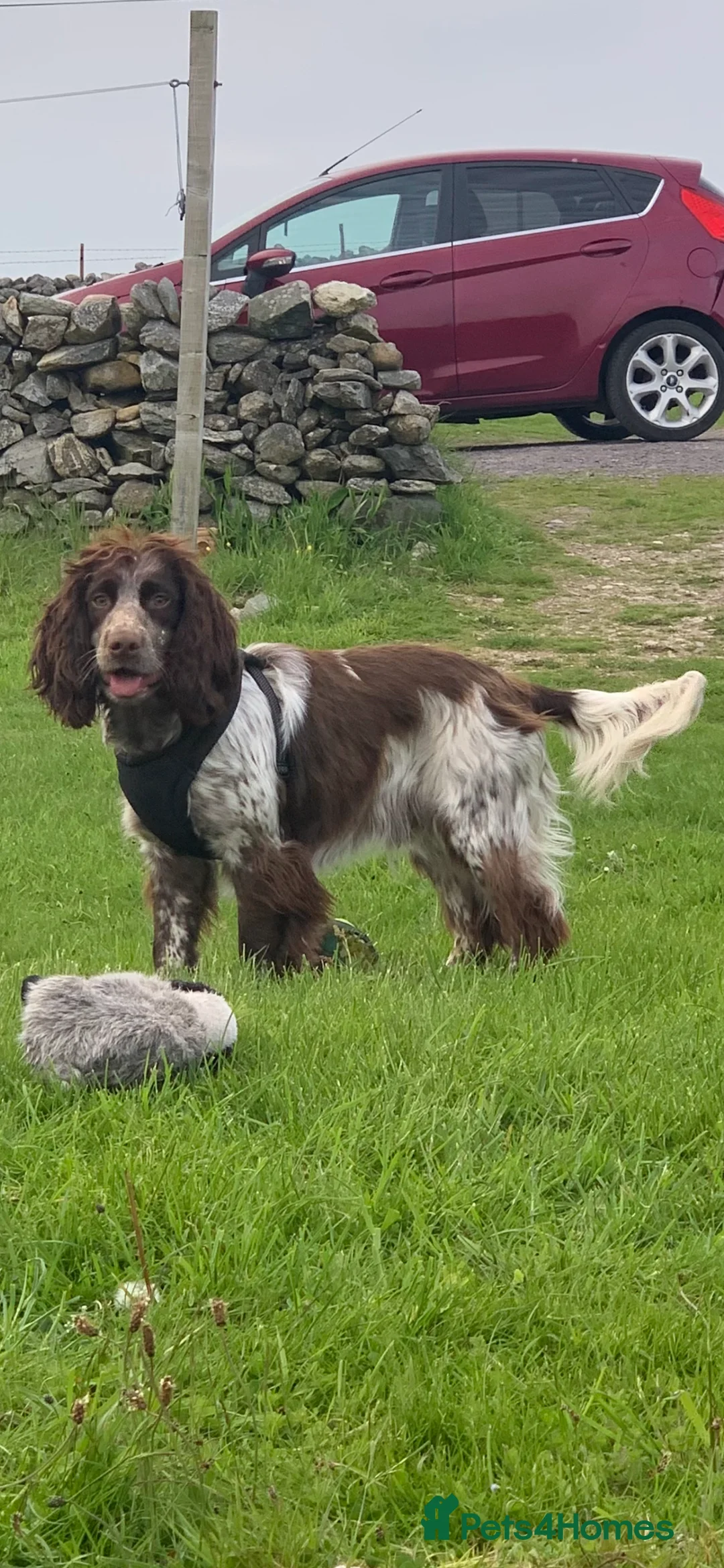 Sprocker dogs for stud: Sprocker for stud  in Blackwood - Advert 6