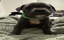 Staffordshire Bull Terrier dogs for sale: Stunning KC Blue Staffordshire Bull Terrier Pups - Image 31