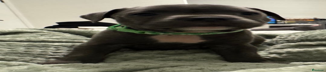 Staffordshire Bull Terrier Puppy 3