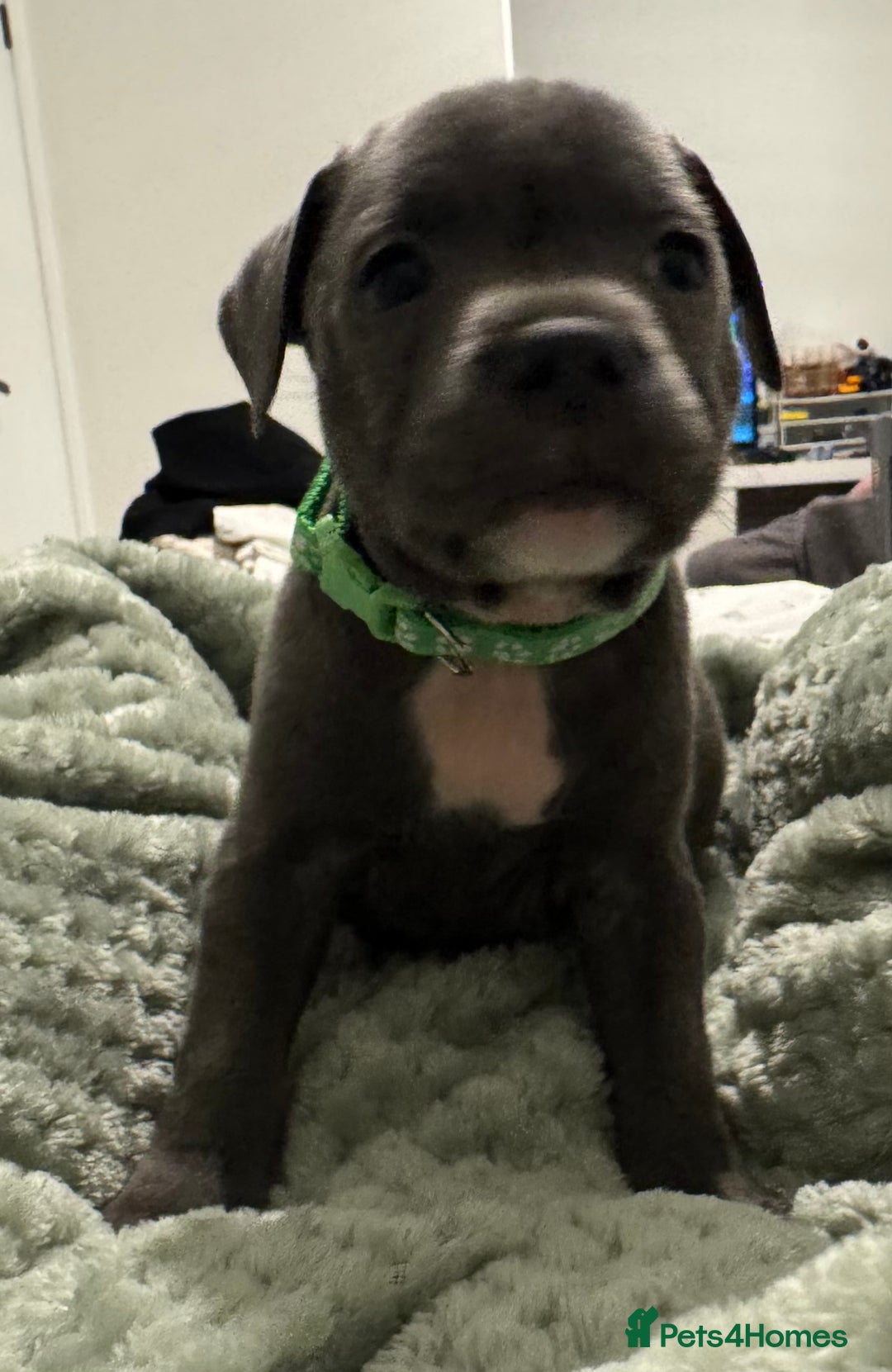 Staffordshire Bull Terrier dogs for sale: Stunning KC Blue Staffordshire Bull Terrier Pups - Image 31