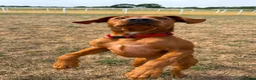 Labrador Retriever dogs for sale: Teddy - Advert 7