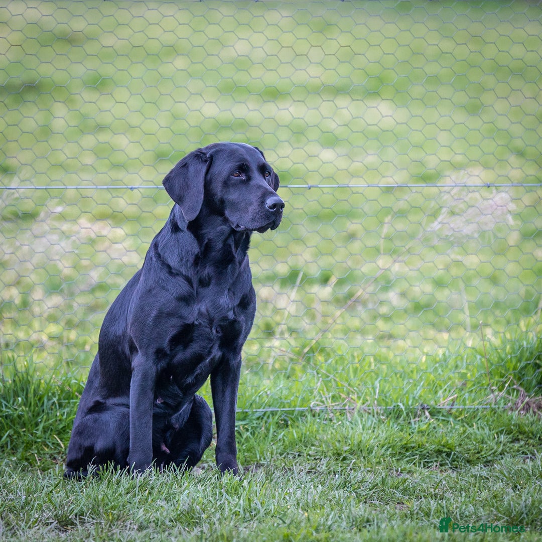 Labrador Retriever dogs for sale: Black Labrador Puppies  - Image 9
