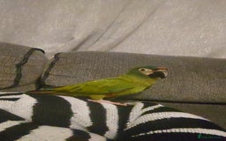 Macaws birds for sale: Illigers Macaw - Image 6