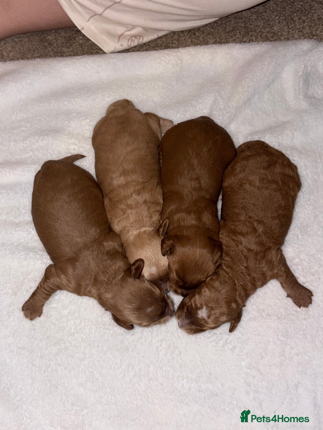 Cockapoo dogs for sale: F1B Cockapoo’s - Advert 5