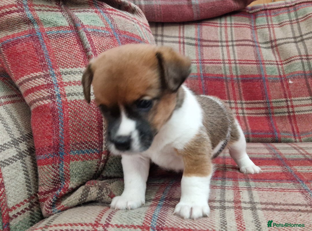 Jack Russell dogs for sale: Traditional Jack Russell Pups DNA Health Tested  - Image 32