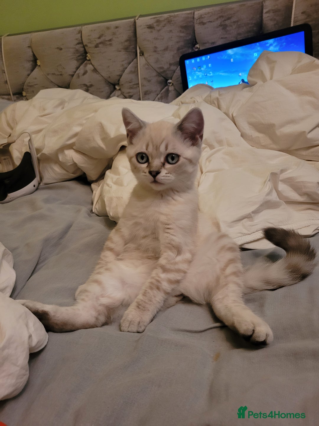 Scottish Fold cats for sale: Scottish fold kittens  - Image 19