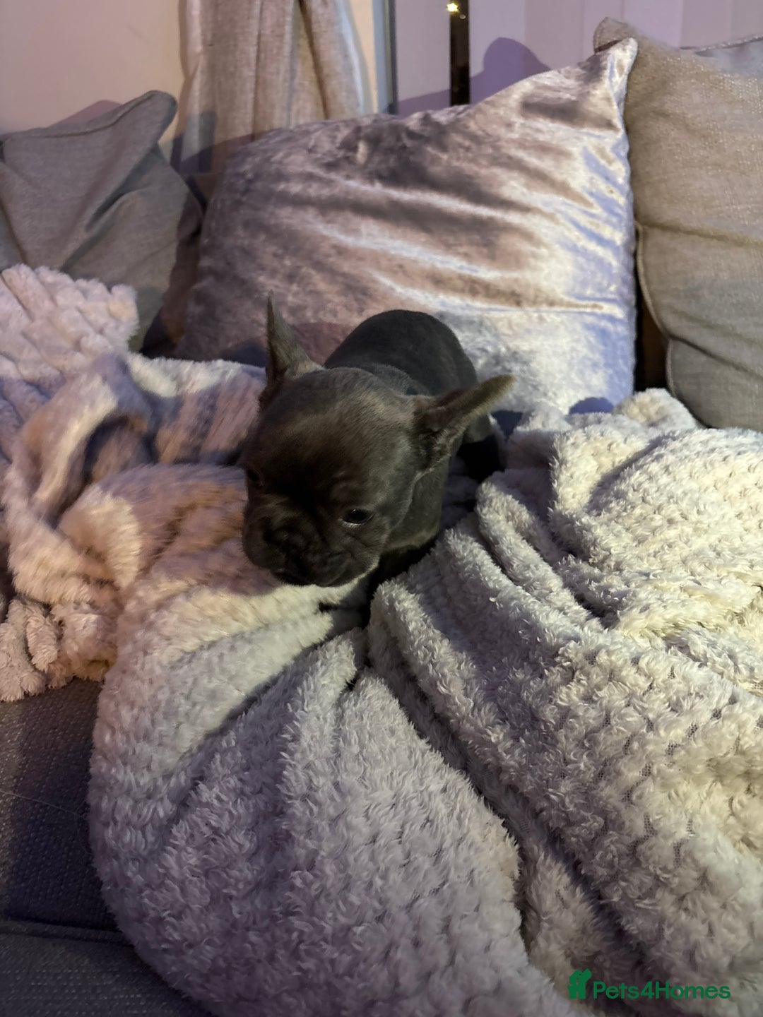 French Bulldog dogs for sale: Ready today! Beautiful french bulldog puppies - Advert 10