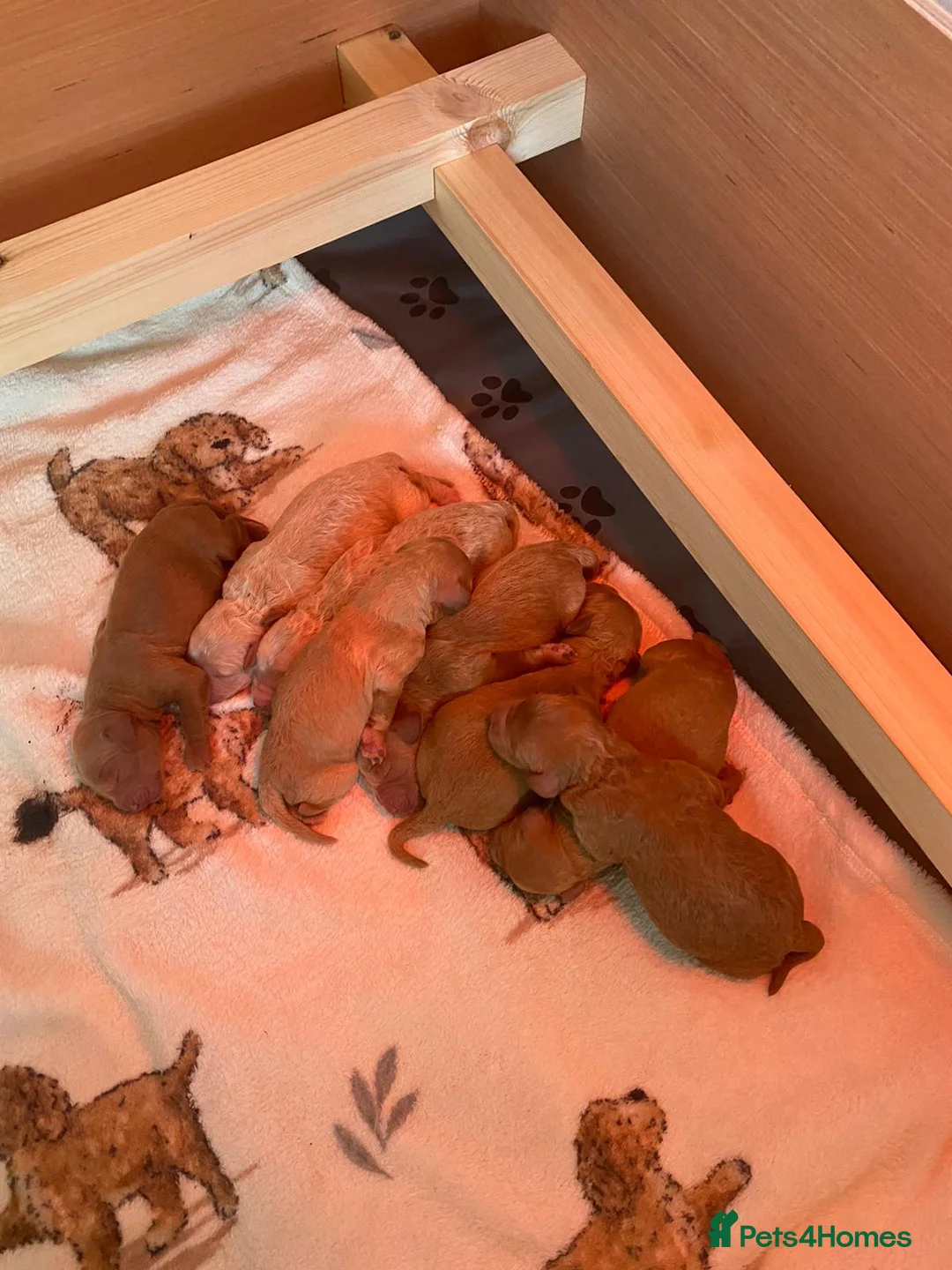 Miniature Poodle dogs for stud: KC Fox Red Fully Health Tested Miniature Poodle in Wirral - Advert 6