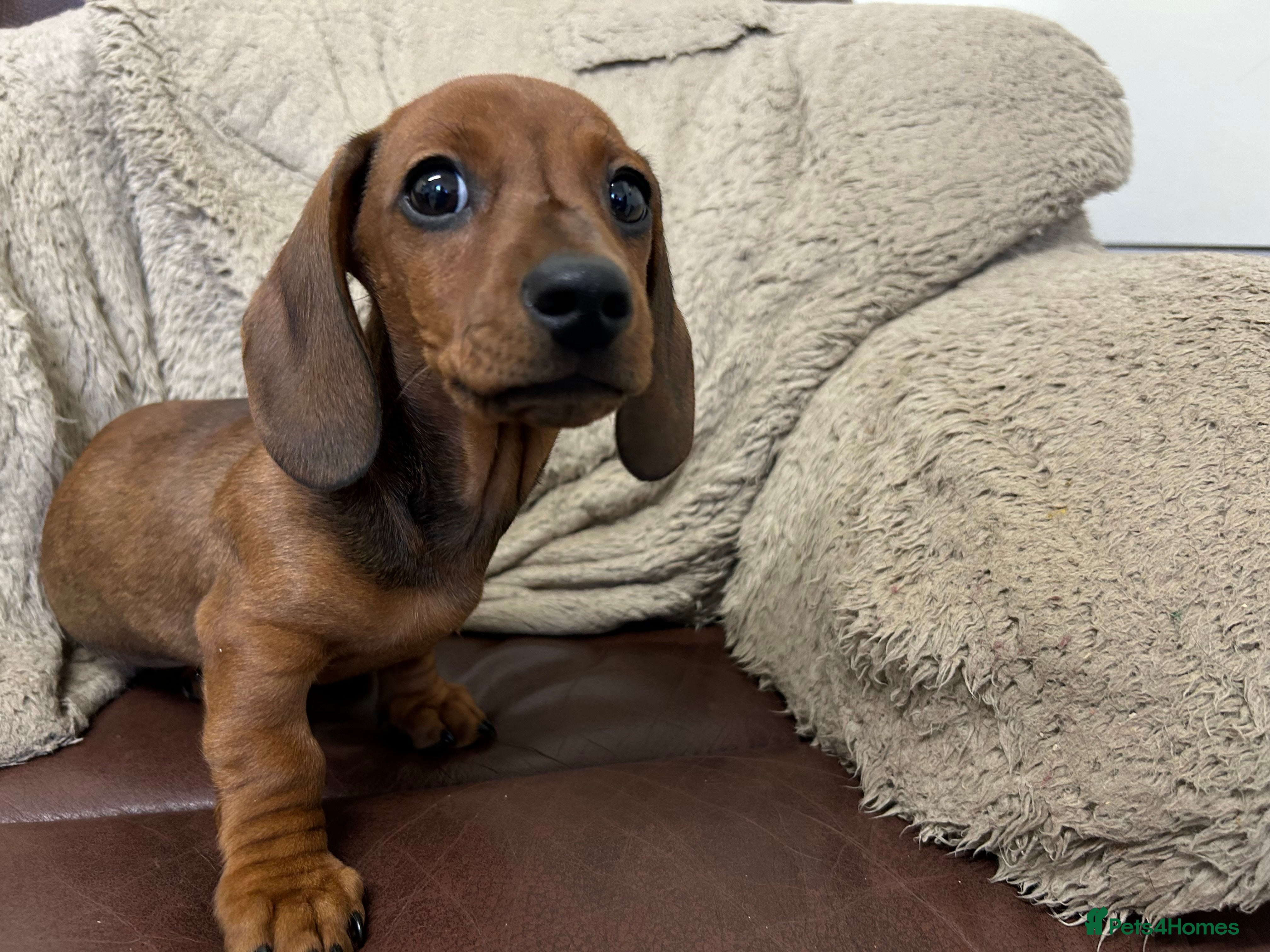 Miniature Dachshund dogs Happy healthy pups, both parents dna health tested - Advert 4