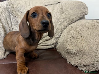 Miniature Dachshund dogs Happy healthy pups, both parents dna health tested - Advert 7